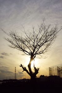 Silhouette of bare trees at sunset