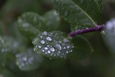 Close-up of water drops on leaves