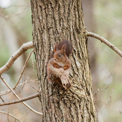 Close-up of squirrel on tree trunk