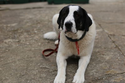 Close-up of sheepdog