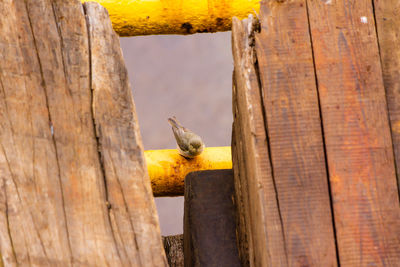 Close-up of wooden post