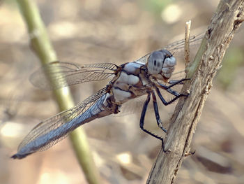 Close-up of dragonfly on twig