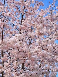 Low angle view of cherry blossom against sky