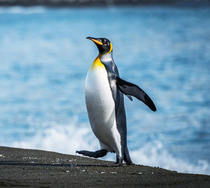 Penguin on rock by sea