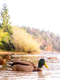 Duck in a lake