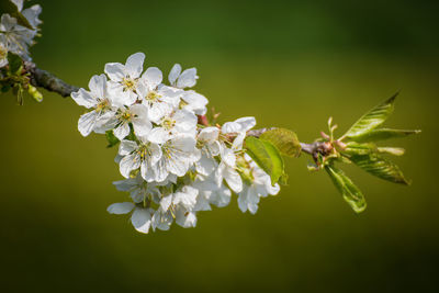 Close-up of white cherry blossoms