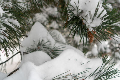 Close-up of snow covered pine tree