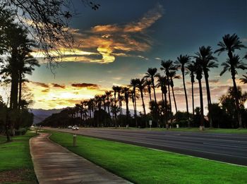 Palm trees on road against cloudy sky