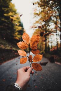 Person holding maple leaves during autumn