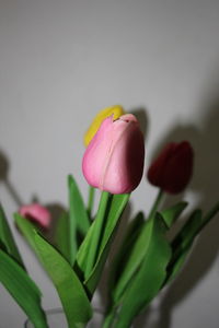Close-up of pink tulip