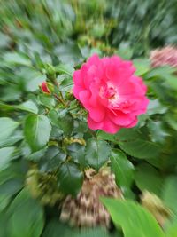 Close-up of pink flowering plant