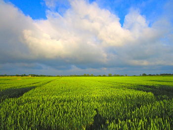 Scenic view of agricultural field against sky