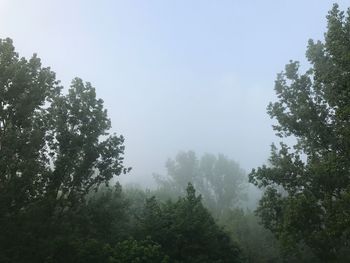 Trees in forest against sky