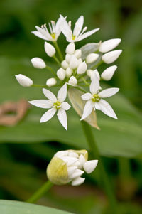 Close-up of white flowering plant