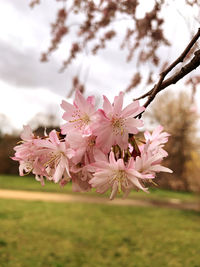 Close-up of pink cherry blossoms