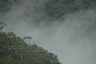 Low angle view of trees against cloudy sky