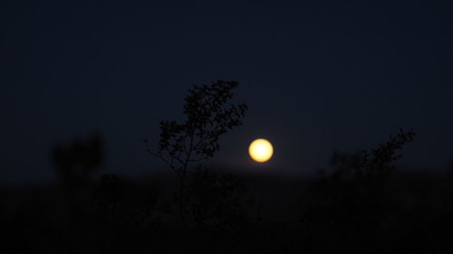Silhouette plant against sky at night