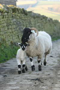 Sheep with lamb standing on footpath