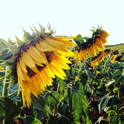 Low angle view of sunflowers against sky