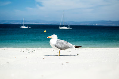 Close up of seagull on sand at beach