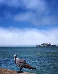 Seagull on a sea