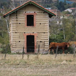 Field with bull in front of an old house