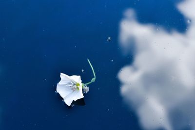 Close-up of white flower floating on water