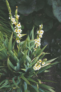 Close-up of yellow flowers blooming outdoors