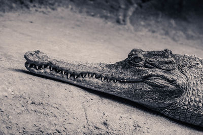 Close-up of crocodile on lakeshore