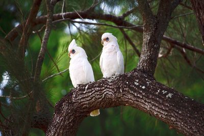 Low angle view of eagle perching on tree