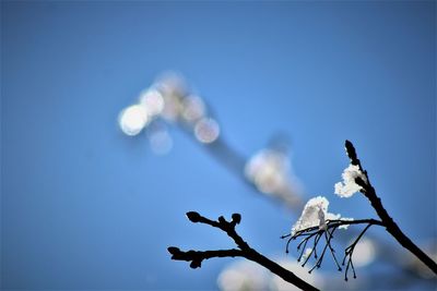 Low angle view of cherry blossoms against blue sky