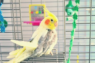 Close-up of cockatiel in cage at home