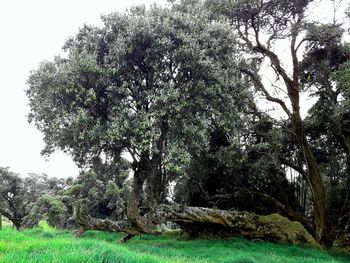 Trees on field against sky