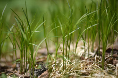 Close-up of grass on field