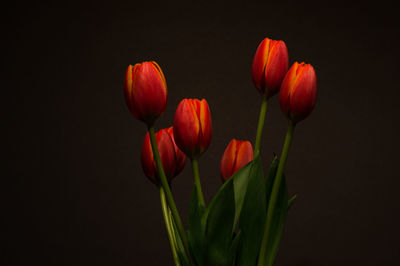 Close-up of red tulip against black background