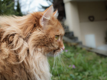 Close-up of cat in lawn