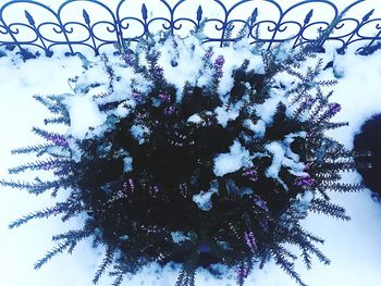 Close-up of frozen flower against sky