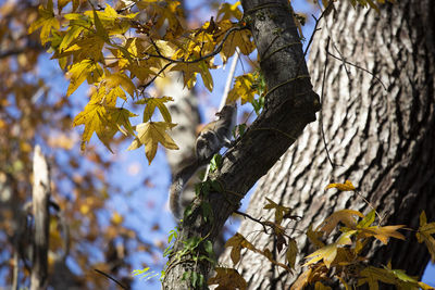 Low angle view of yellow leaves on tree during autumn