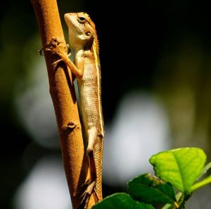 Close-up of lizard on tree