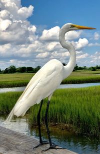 Bird in a lake