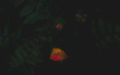 Close-up of leaves on tree at night