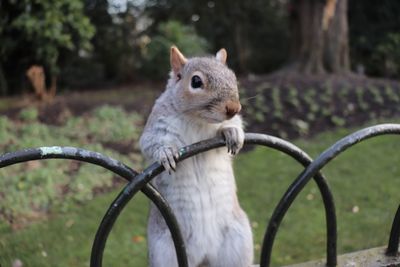 Close-up of squirrel on metal