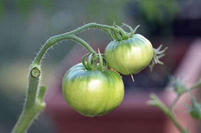 Close-up of fruit