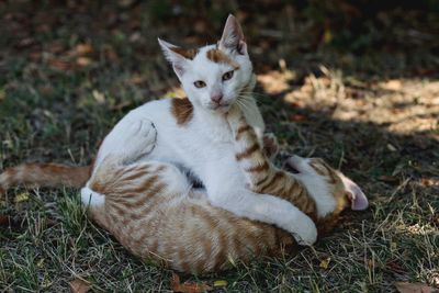 Portrait of a cat on field