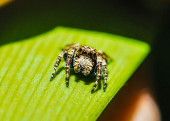 Close-up of insect on leaf