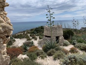 Cactus growing on rock by sea against sky