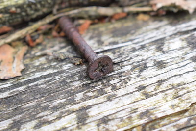 Close-up of rusty wood