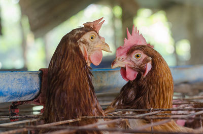 Close-up of birds