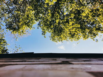 Low angle view of tree against sky