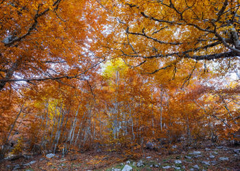 Pine trees in forest during autumn